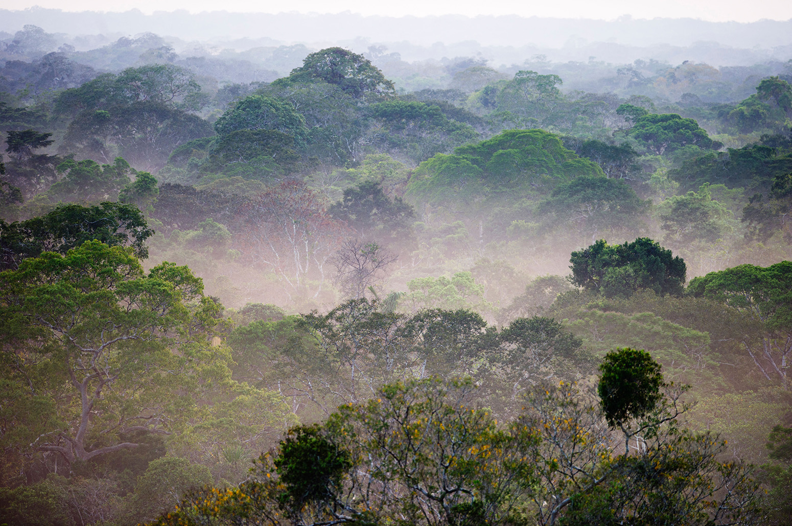View across canopy of Amazon rainforest with mist at dawn. Credit: David Tipling Photo Library / Alamy Stock Photo. C8XHJF