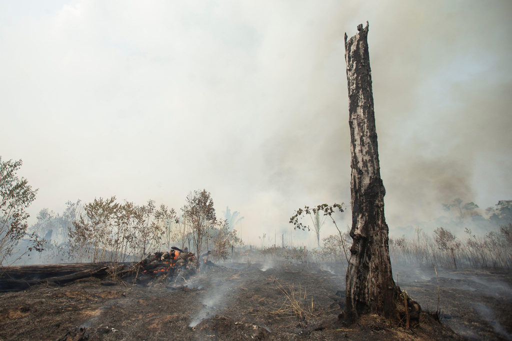 Amazon wildfires in Rondonia, Brazil, 24 August 2019. Credit: EFE News Agency / Alamy Stock Photo. WB5D4Y