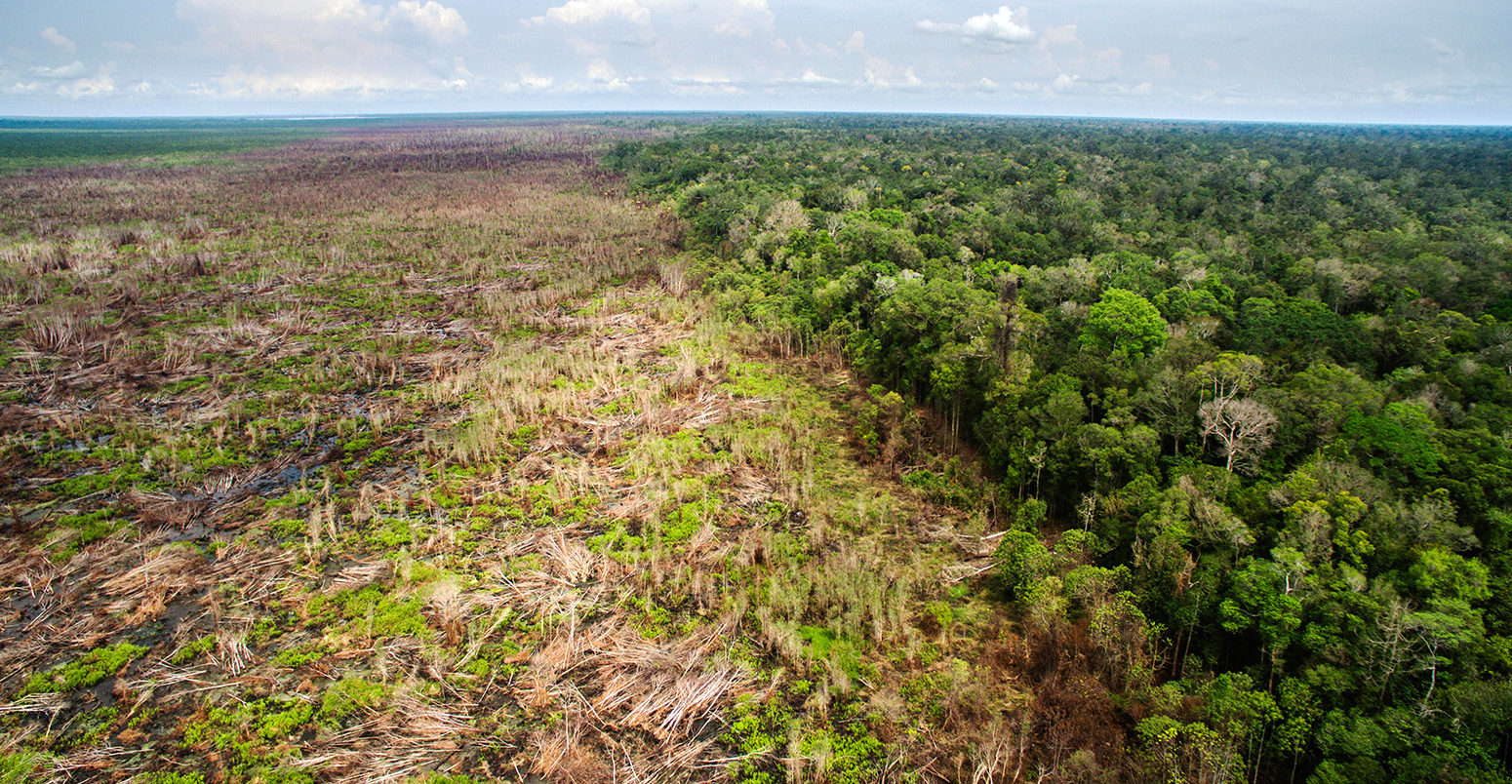 Deforestation in Tanjung Puting National Park, Borneo, Indonesia. Credit: Minden Pictures / Alamy Stock Photo. H87759