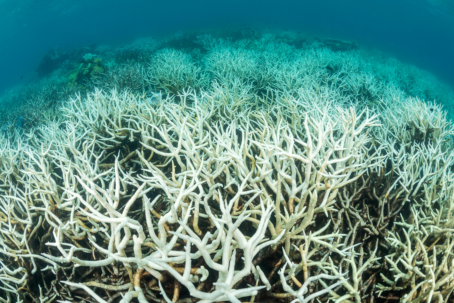 Coral bleaching in the northern Great Barrier Reef, Queensland, Australia, March 2017. Credit: Nature Picture Library / Alamy Stock Photo. 2AADK25