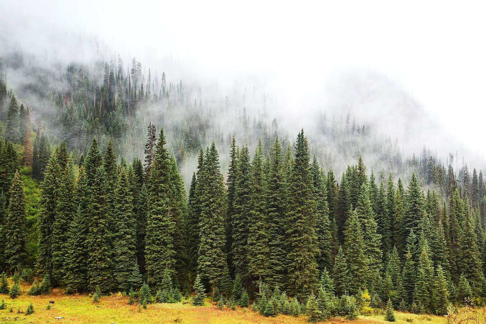 Foggy evergreen forest in the Canadian Rockies, British Columbia. Credit: Ken Gillespie Photography / Alamy Stock Photo. BY12TX