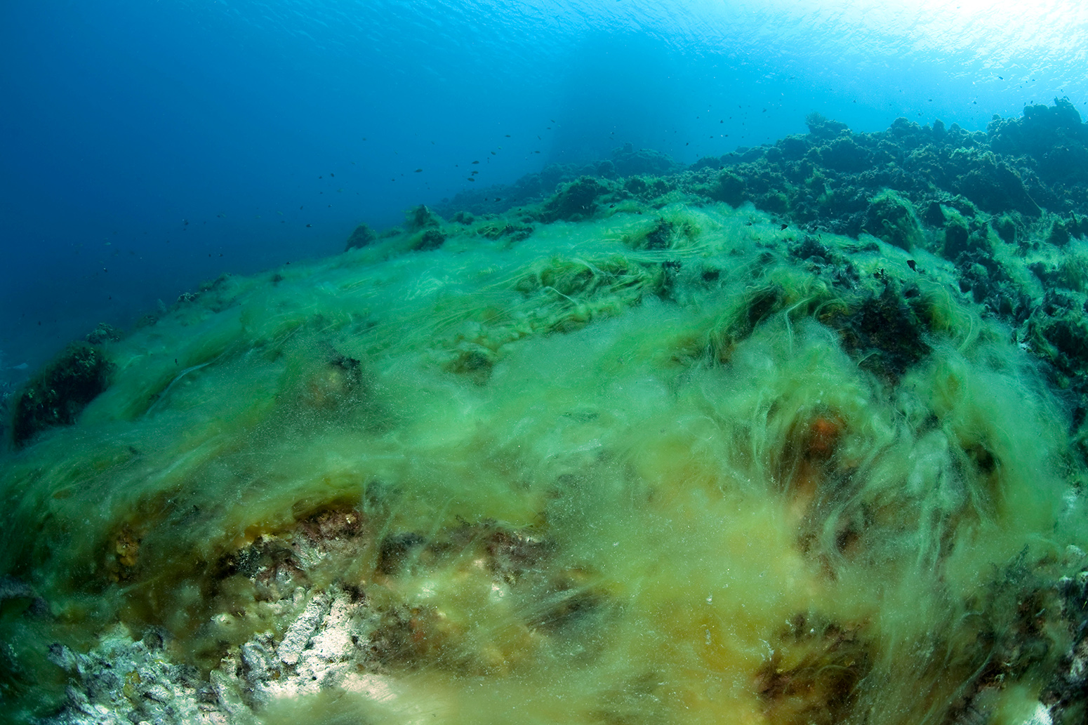 Coral reef overgrown with macroalgae in the Caribbean. Credit: imageBROKER / Alamy Stock Photo. CR6K14