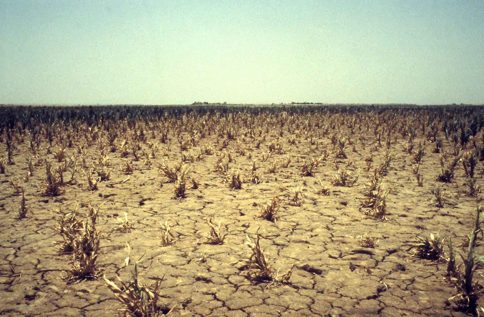 Drought in the Sahel region of Mali, between 1984-85. Credit: frans lemmens / Alamy Stock Photo. AEFD7P