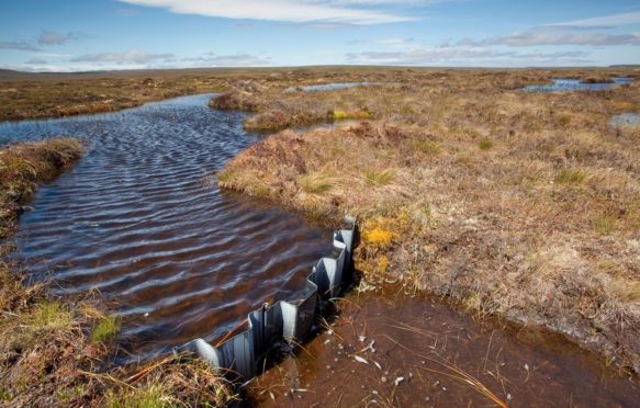 Dam in place to re-wet blanket bog at RSPB Forsinard Flows, Flow country, Caithness, Highland, Scotland. Credit: Nature Picture Library / Alamy Stock Photo