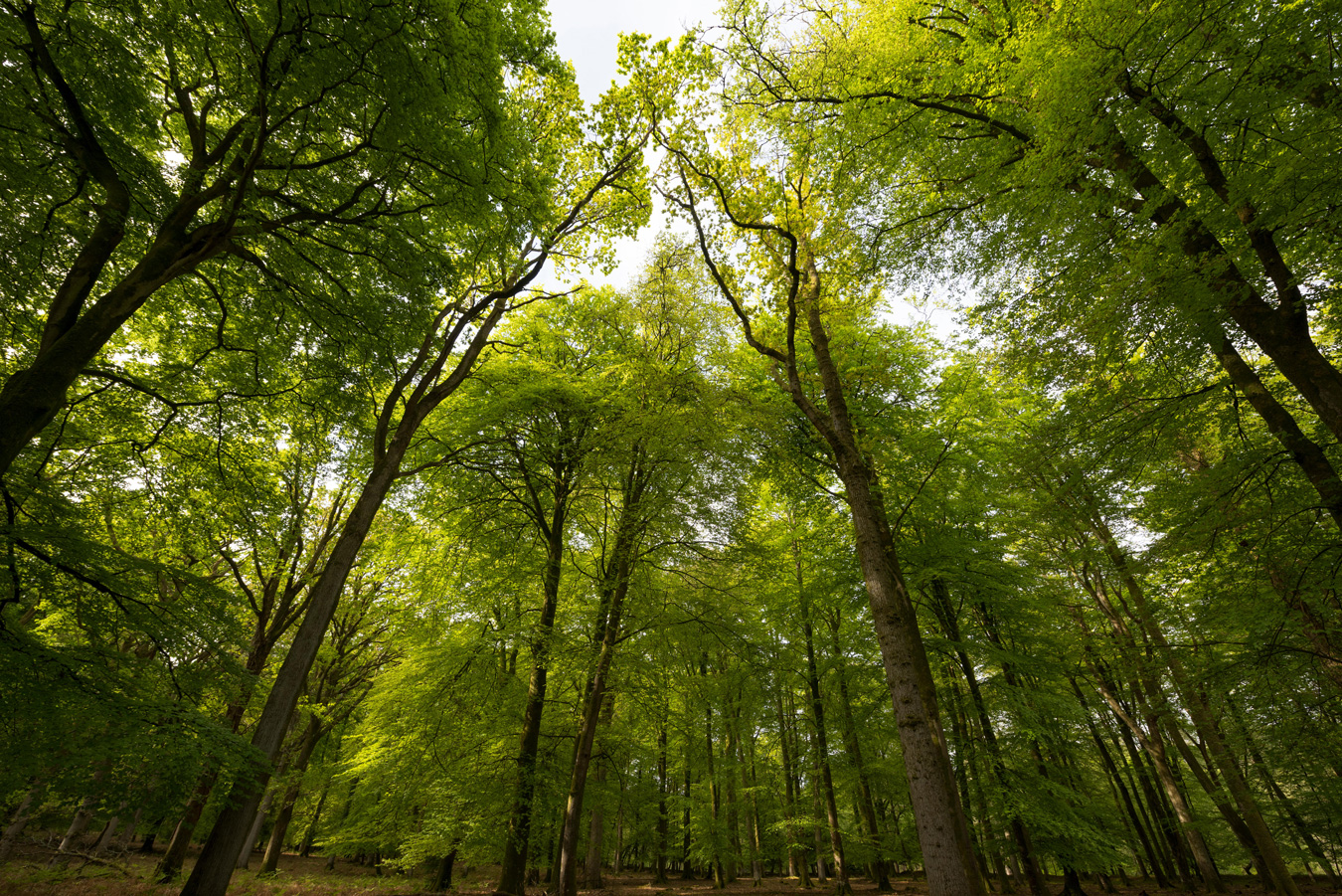 An inclosure of beech trees in the New Forest, Hampshire, UK. Credit: Brian Fairbrother / Alamy Stock Photo.