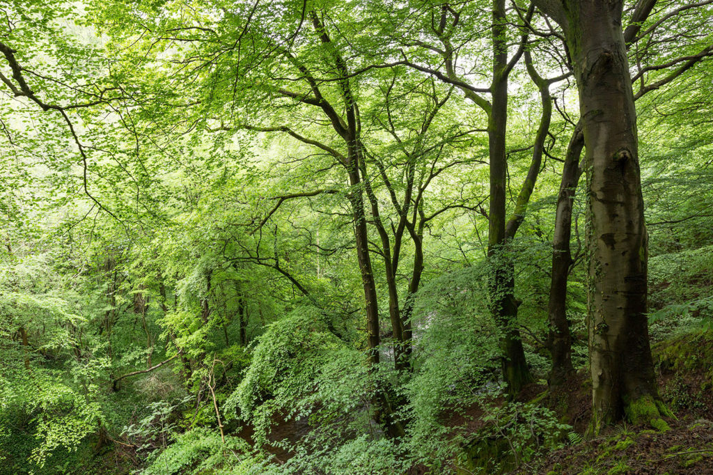 Ancient beech woodland, Clydach Gorge, Wales, UK. Credit: Chris Howes/Wild Places Photography / Alamy Stock Photo. E73R8N