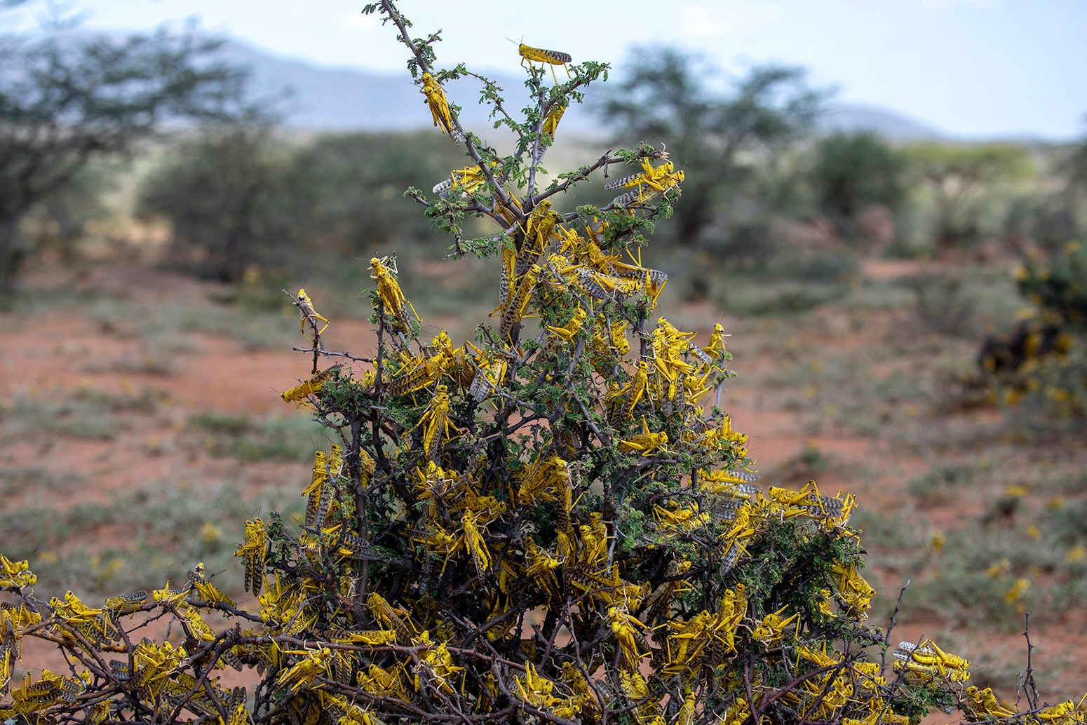 21 January 2020, Lekiji, Samburu County, near Wamba - A desert locust in northeastern Kenya. A locust swarm takes to the sky in a recent upsurge in northeastern Kenya. The United Nations Food and Agriculture Organization (FAO) warned that the desert locust swarms that have already reached Somalia, Kenya and Ethiopia could spill over into more countries in East Africa destroying hundreds of thousands of acres of crops.