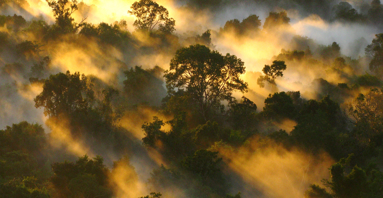Amazon forest canopy at dawn, Brazil. Credit: Dr Peter Vander Sleen.