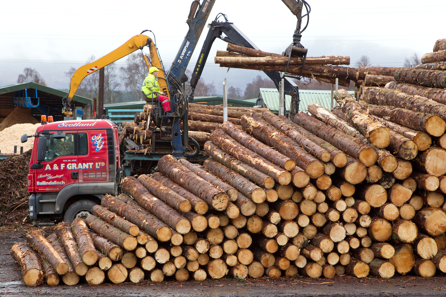 Processing spruce tree trunks at a sawmill, Inverness-shire, Scotland, UK. Credit: Nature Picture Library / Alamy Stock Photo. W7MRYN