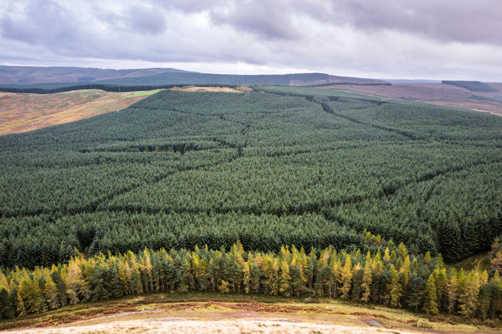 Leithope Forest, Scottish Borders. Credit: Chris Strickland / Alamy Stock Photo. H6KRNT