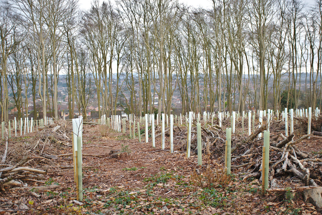 树种植在英国,2019年12月。信贷:乔nathan Plant/Alamy Stock Photo. 2B21G72