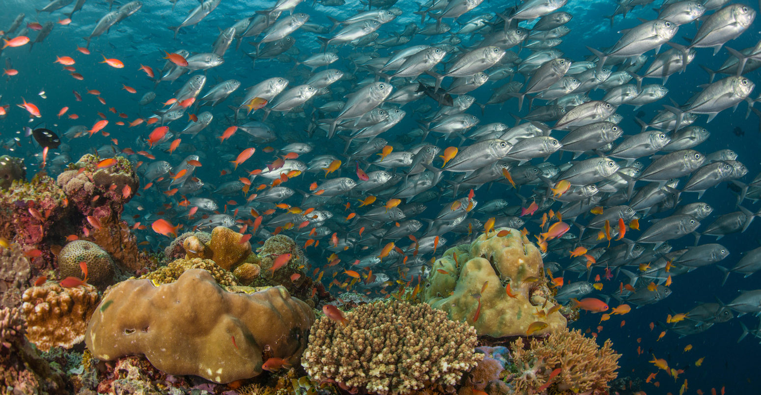 School of big-eye jacks, coral reef and orange anthias fish, Sabah, Malaysian Borneo. Credit: Christian Loader / Alamy Stock Photo