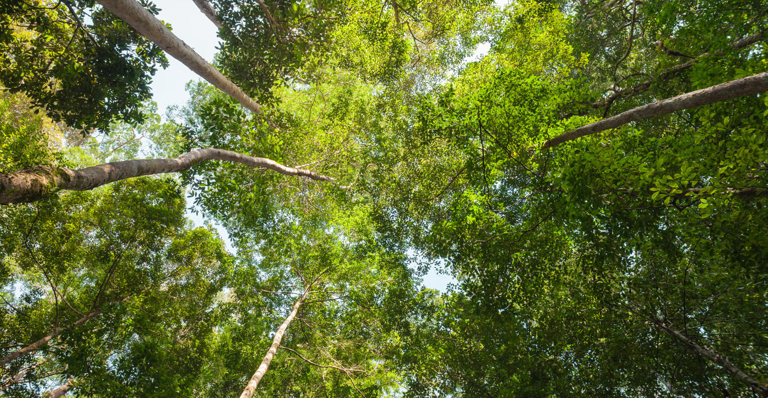 View of the rainforest canopy looking directly upwards, Borneo. Credit: Peter Lopeman / Alamy Stock Photo