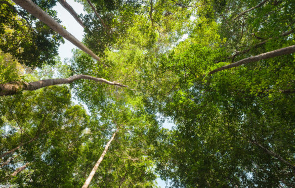 View of the rainforest canopy looking directly upwards, Borneo. Credit: Peter Lopeman / Alamy Stock Photo