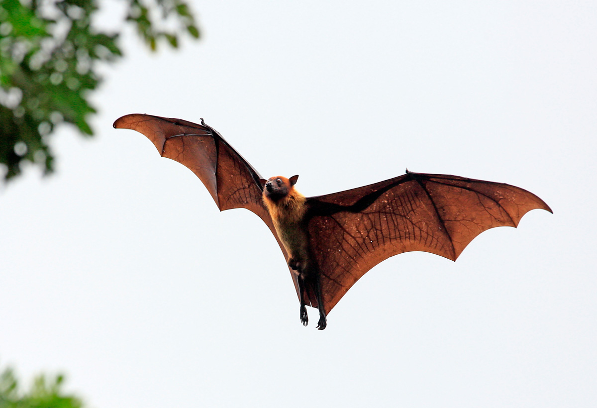 A fruit bat (flying fox) in Tissamaharama, Sri Lanka. Credit: paul kennedy / Alamy Stock Photo