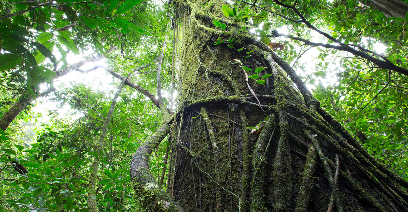 Undergrowth of tropical forest, Barro Colorado Island, Panama. Credit: Biosphoto / Alamy Stock Photo.