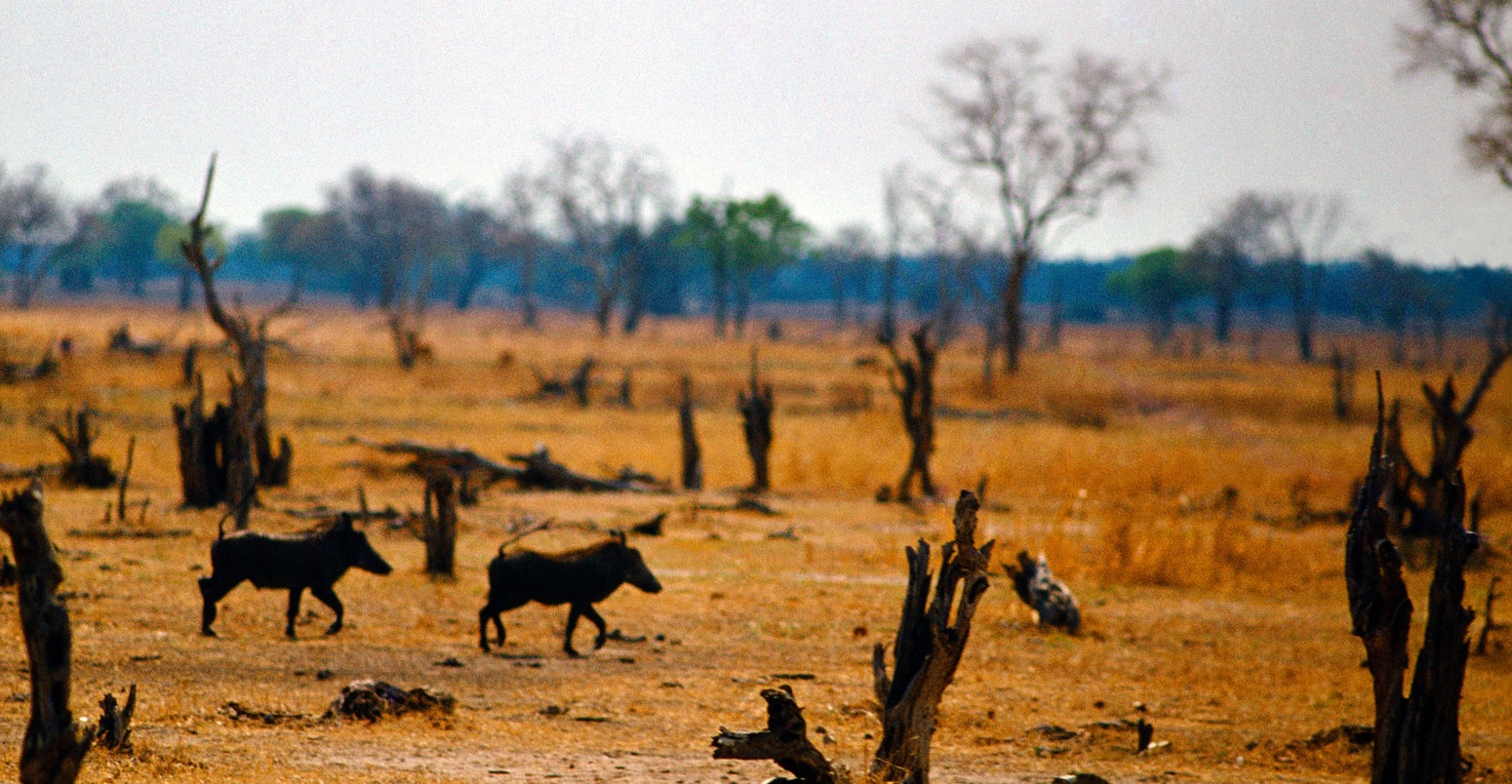 Drought In Hilapgwa Valley, Zambia. Credit: Art Directors & TRIP / Alamy Stock Photo