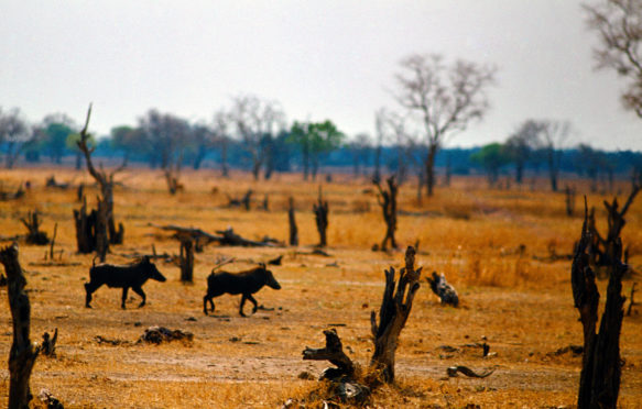 赞比亚希拉普瓦山谷的干旱。学分：艺术总监与旅行 / Alamy股票照片