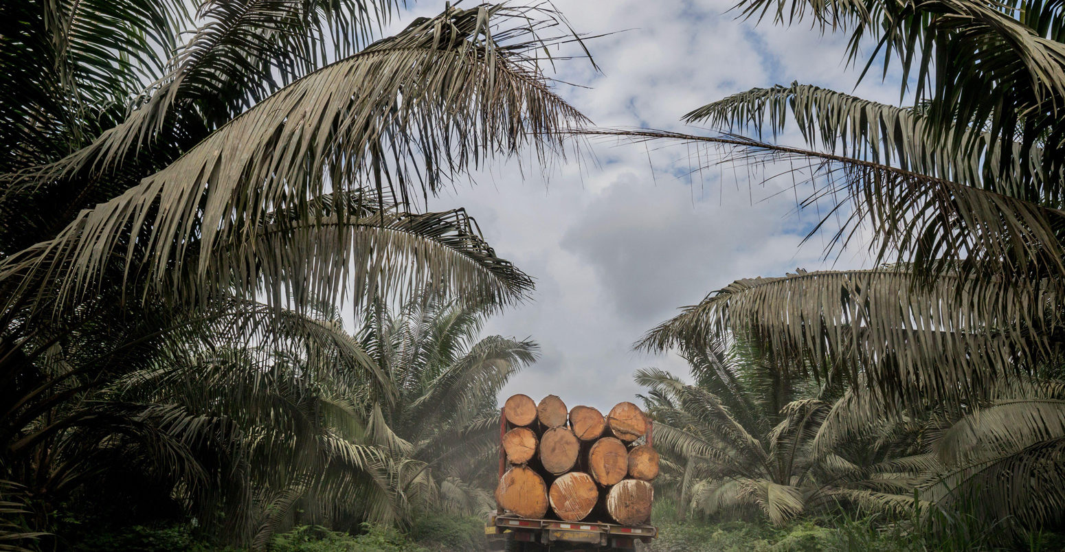 Palm oil crops and deforestation in the Choco Esmeraldas, Ecuador. Credit: Nature Picture Library / Alamy Stock Photo