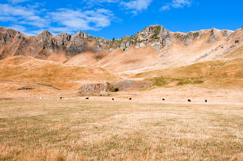 Parched land during 2010 summer, Tukituki Valley, New Zealand. Credit: Paul Street / Alamy Stock Photo. BW4DWH