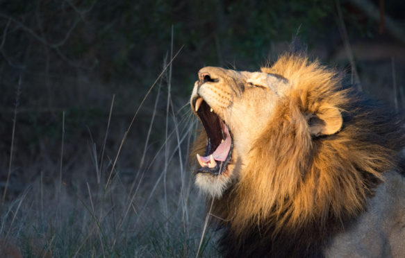 狮子打哈欠，格拉汉姆镇，东开普省，南非。图片来源:Richard Smith / Alamy Stock Photo
