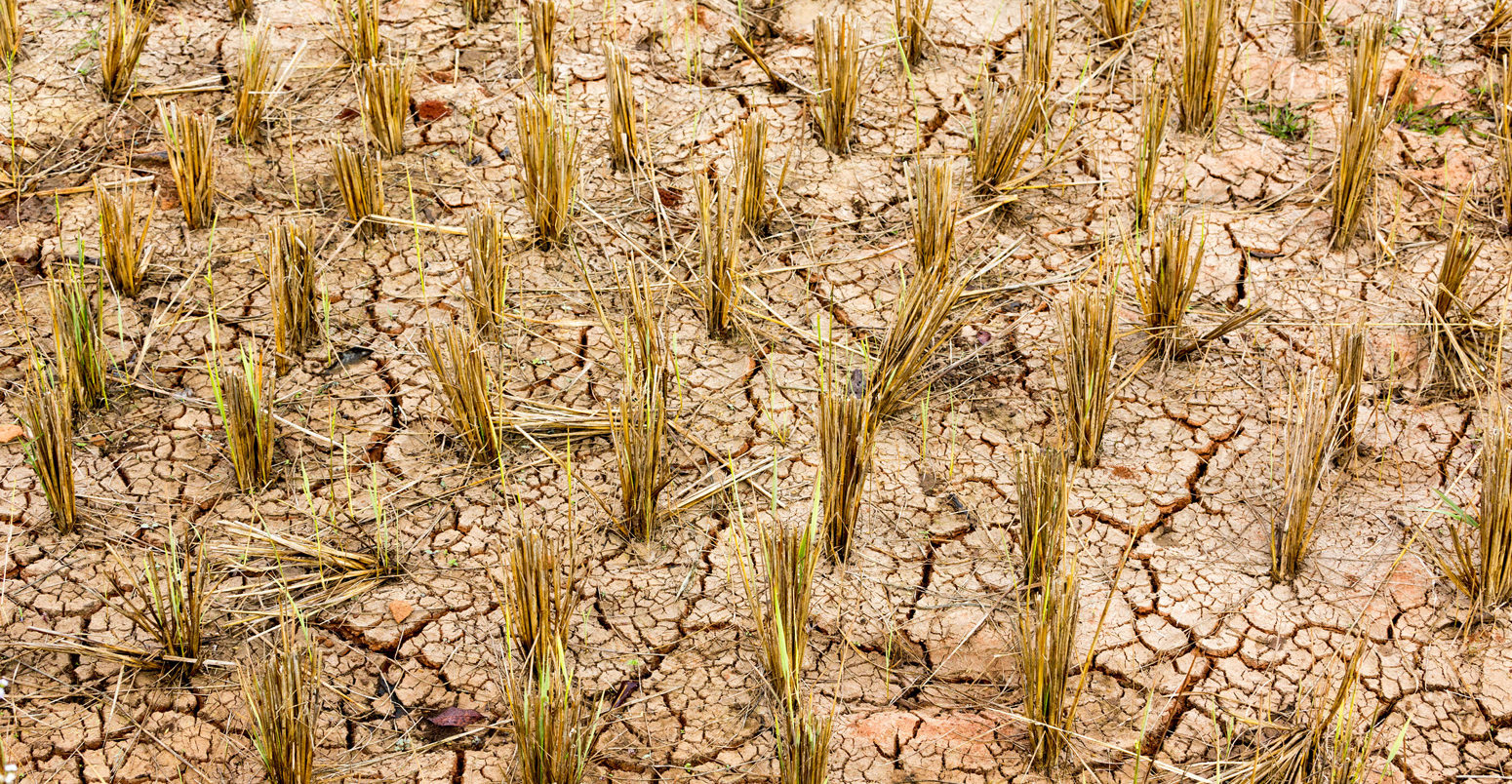 Dry and cracked rice field after harvest in winter, Thailand.