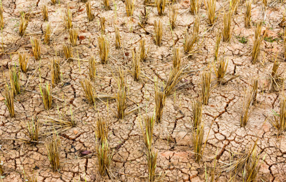 Dry and cracked rice field after harvest in winter, Thailand.