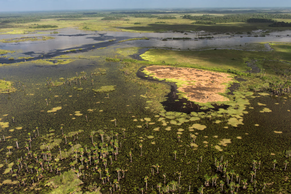 Wetlands of Abari Swamps, Mahaica Miconi Abari, Guyana South America. Credit:  Nature Picture Library / Alamy Stock Photo K2DA76