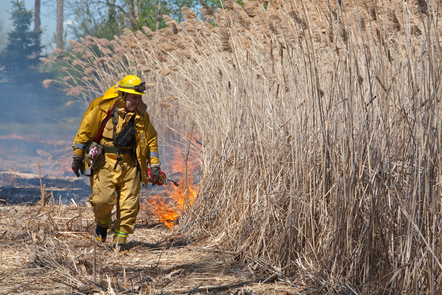 Prescribed Burn to Eliminate Invasive Giant Reed in Michigan Park.