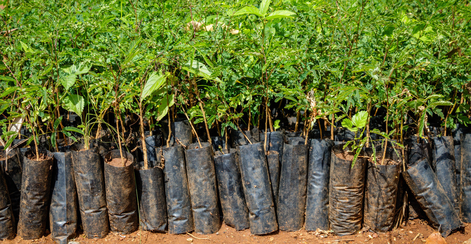Tree planting in Uganda. Small seedlings growing in African soil with plastic protection.