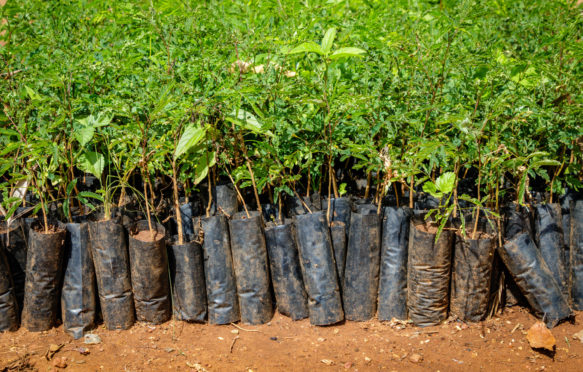 在乌干达种植植物。在非洲土壤中生长的小幼苗，具有塑料保护。
