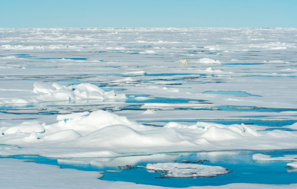北极北部浮冰上的北极熊