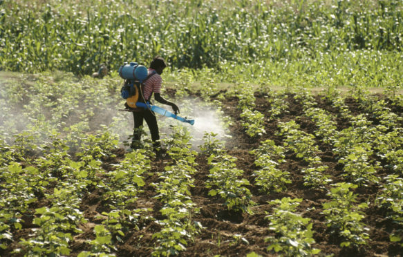男子在印度的地面坚果田中喷洒肥料和农药。