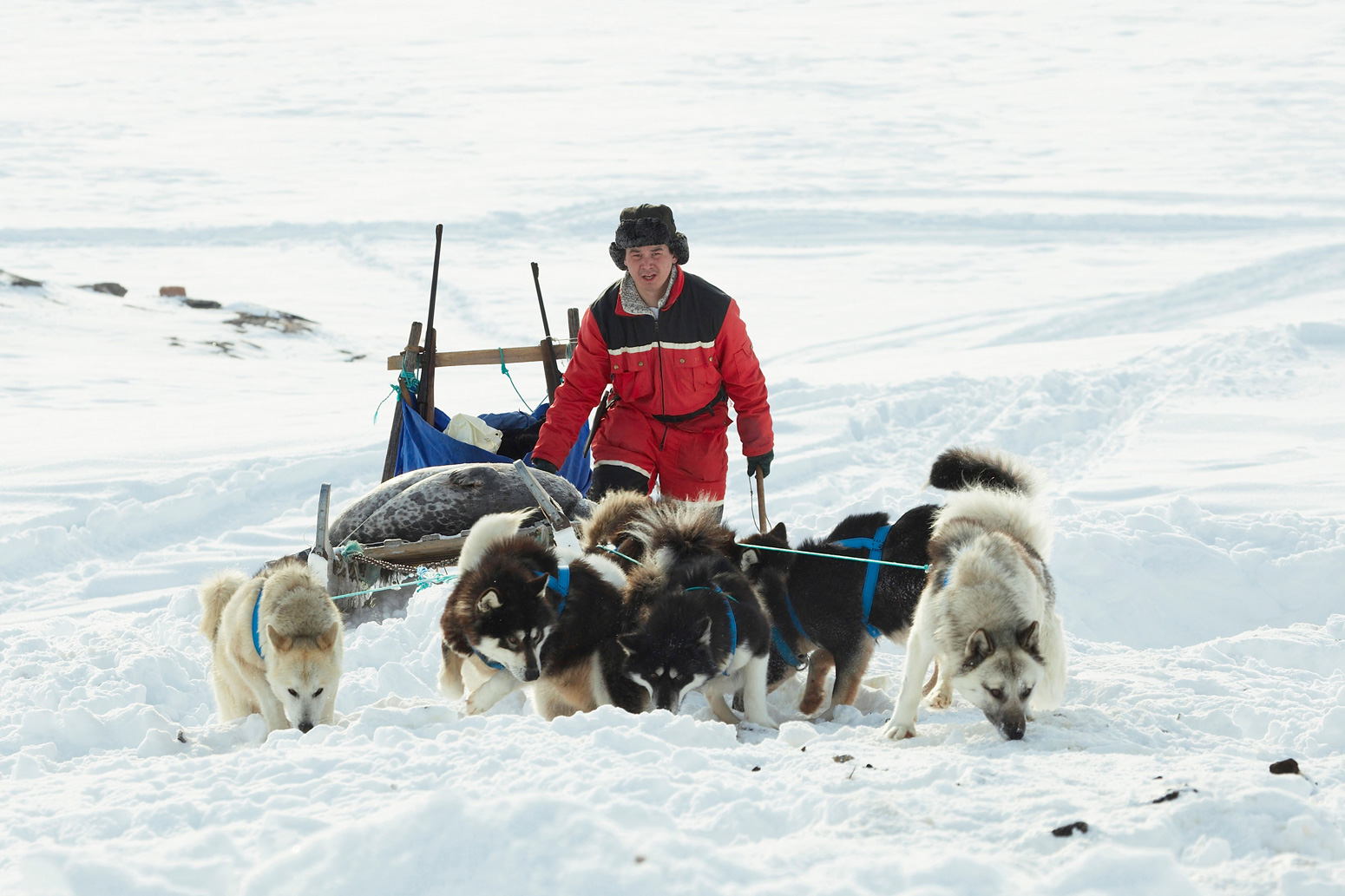 Sealer-transporting-two-dead-seals-on-his-dog-sledge-Greenland