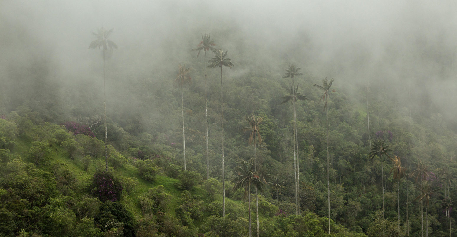Foggy-rainforest-of-wax-palm-trees-of-the-Andes-in-Cocora-Valley-Colombia