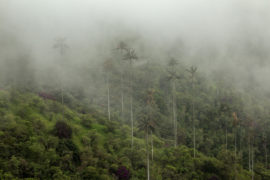 Foggy-rainforest-of-wax-palm-trees-of-the-Andes-in-Cocora-Valley-Colombia