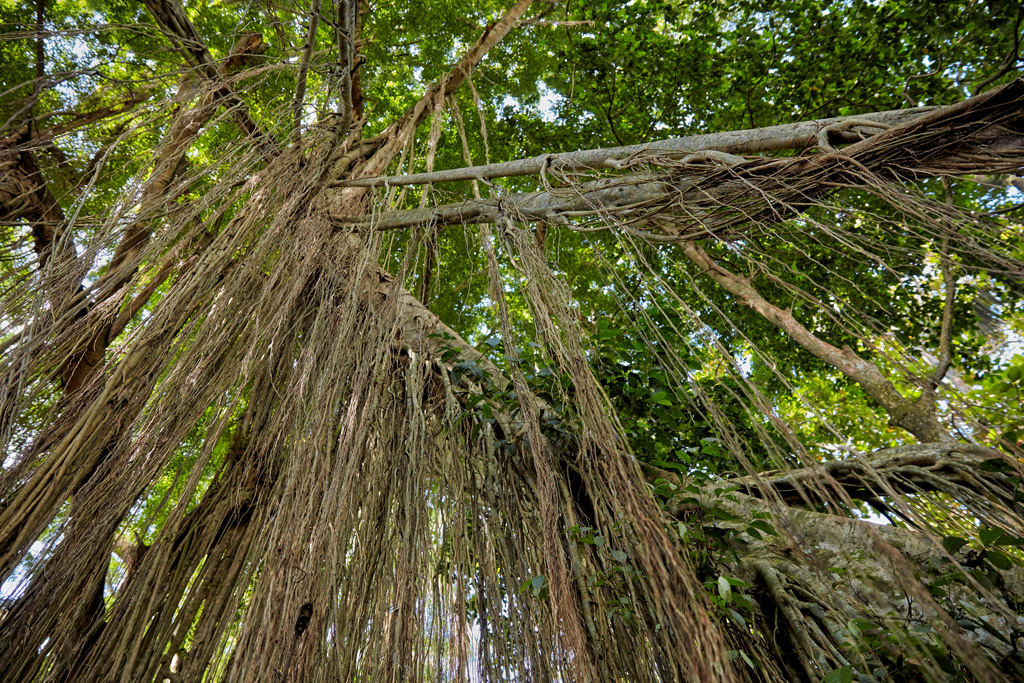Banyan tree aerial roots in the Sacred Monkey Forest Sanctuary, Bali