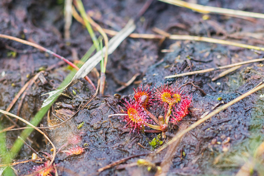 Sundew Drosera, a red carnivorous plant in a peat bog.