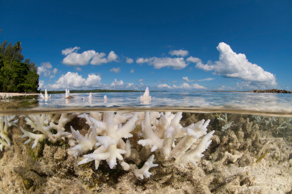 Bleached corals in shallow water in Papua New Guinea