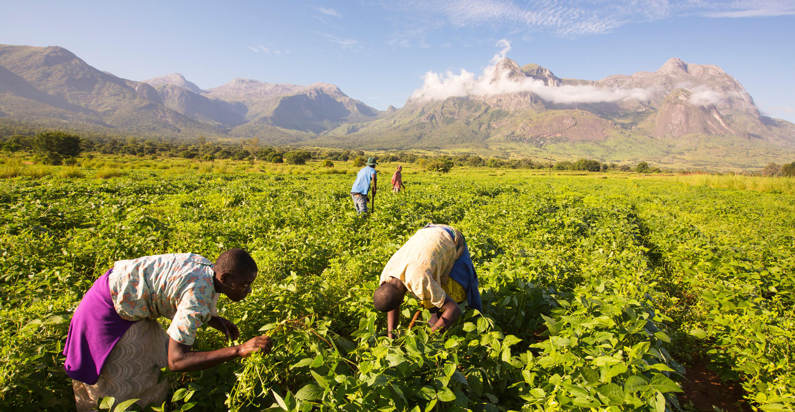 Malawian workers toil in a crop of soay below Mount Mulanje.