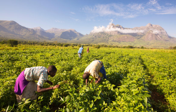 马拉维的工人在穆兰杰山下辛勤地收割大豆。