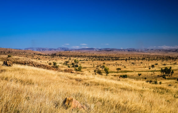 马达加斯加的干草原