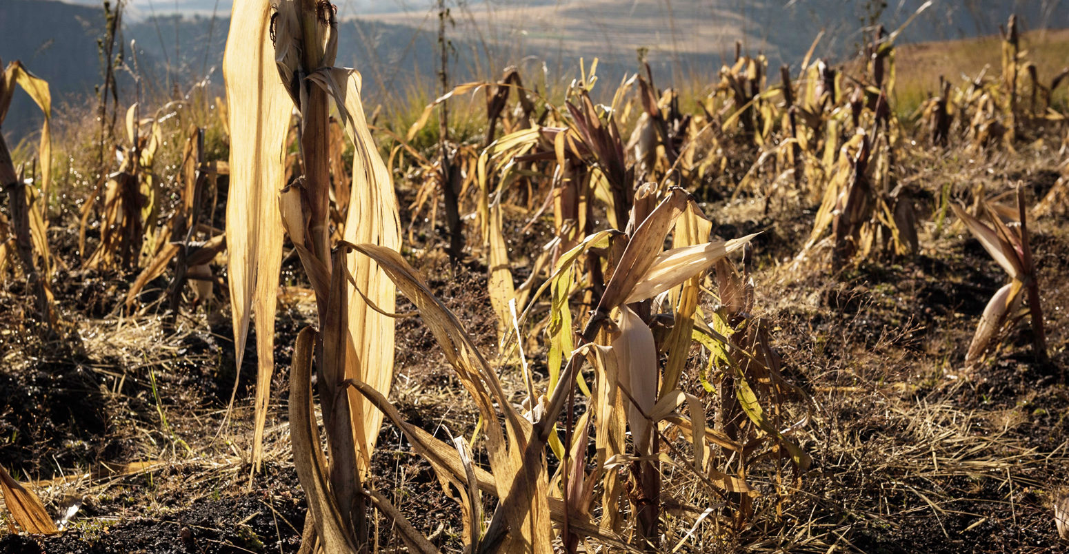 Maize-is-the-staple-diet-in-Lesotho,-which-suffers-from-regular-bouts-of-food-insecurity_