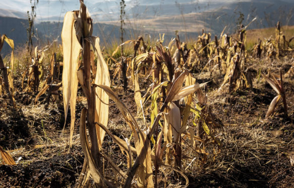 玉米是- - - - - -the-staple-diet-in-Lesotho,-which-suffers-from-regular-bouts-of-food-insecurity_