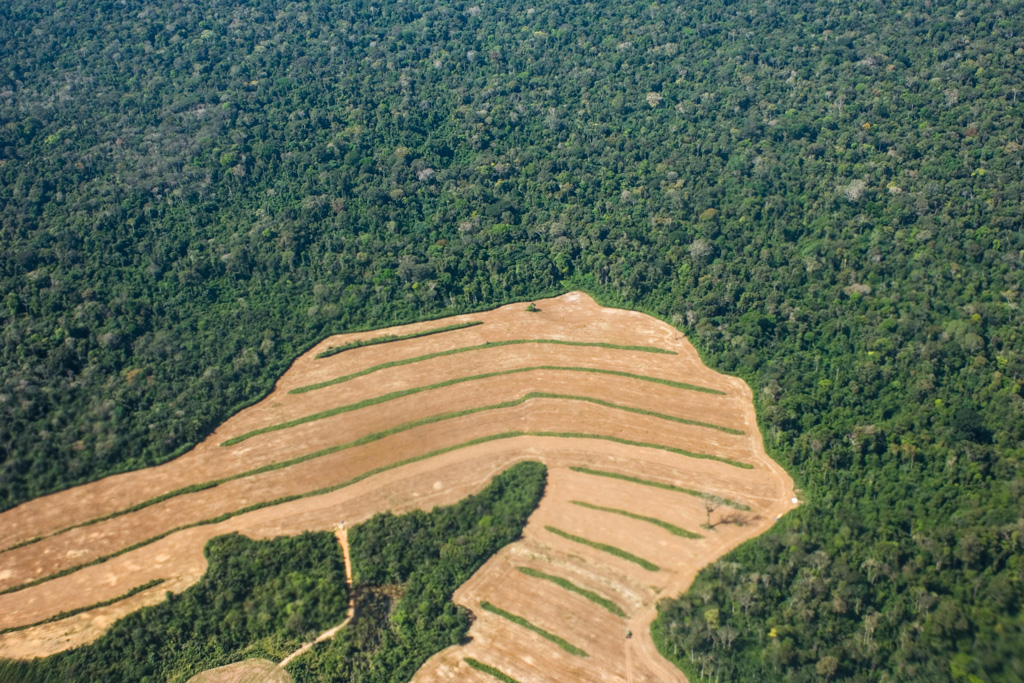 Newly cleared land for growing soya in area of rainforest in Brazil