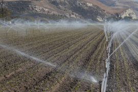 Rows-of-sprinklers-irrigate-newly-sown-and-planted-soybeans-in-a-field-in-California