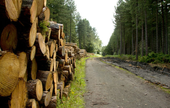 砍伐树干的管理森林