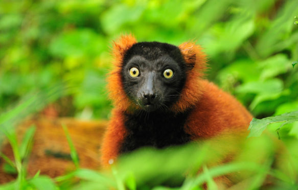 马达加斯加马索拉拉国家公园里的红狐猴