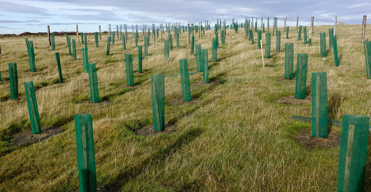 A new plantation of fir trees on the North Yorkshire Moors