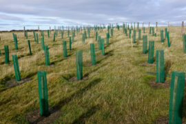A new plantation of fir trees on the North Yorkshire Moors